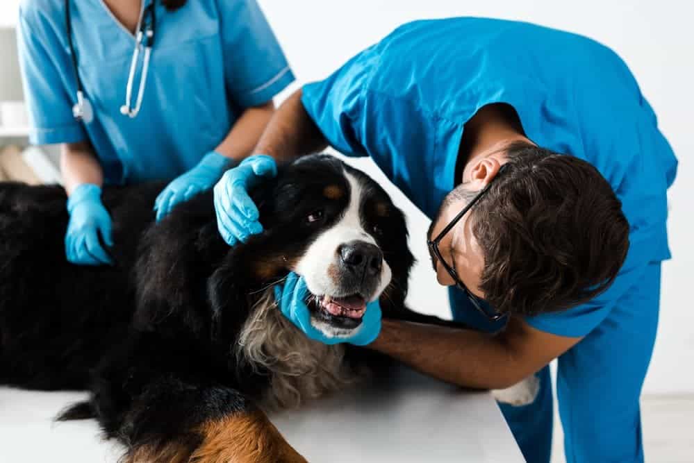 Dog Dentist & Dental Care Adelaide – Puppy & Dog Dental Services